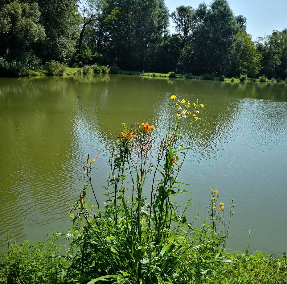 Szalánta: Exklusives Freizeit- und Investitionsobjekt: Gepflegter Angelsee in Top-Lage bei Pécs Szalánta: Exklusives Freizeit- und Investitionsobjekt: Gepflegter Angelsee in Top-Lage bei Pécs