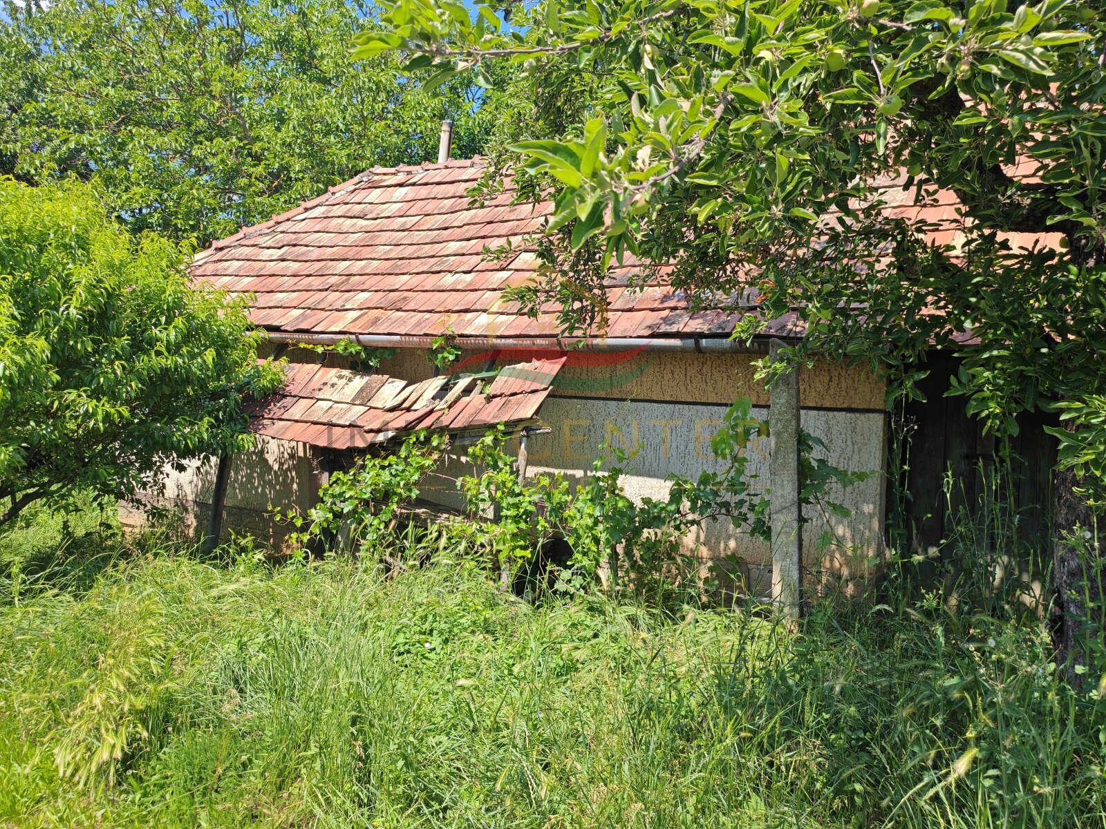 Szentgyörgyvár: (BCA) Vineyard property with old pine for hobbyists Szentgyörgyvár: (BCA) Vineyard property with old pine for hobbyists
