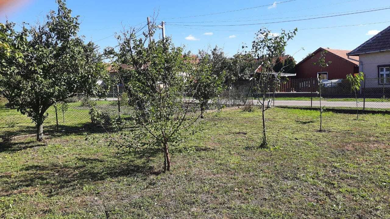 Orchard with established trees and diverse cultivation options
