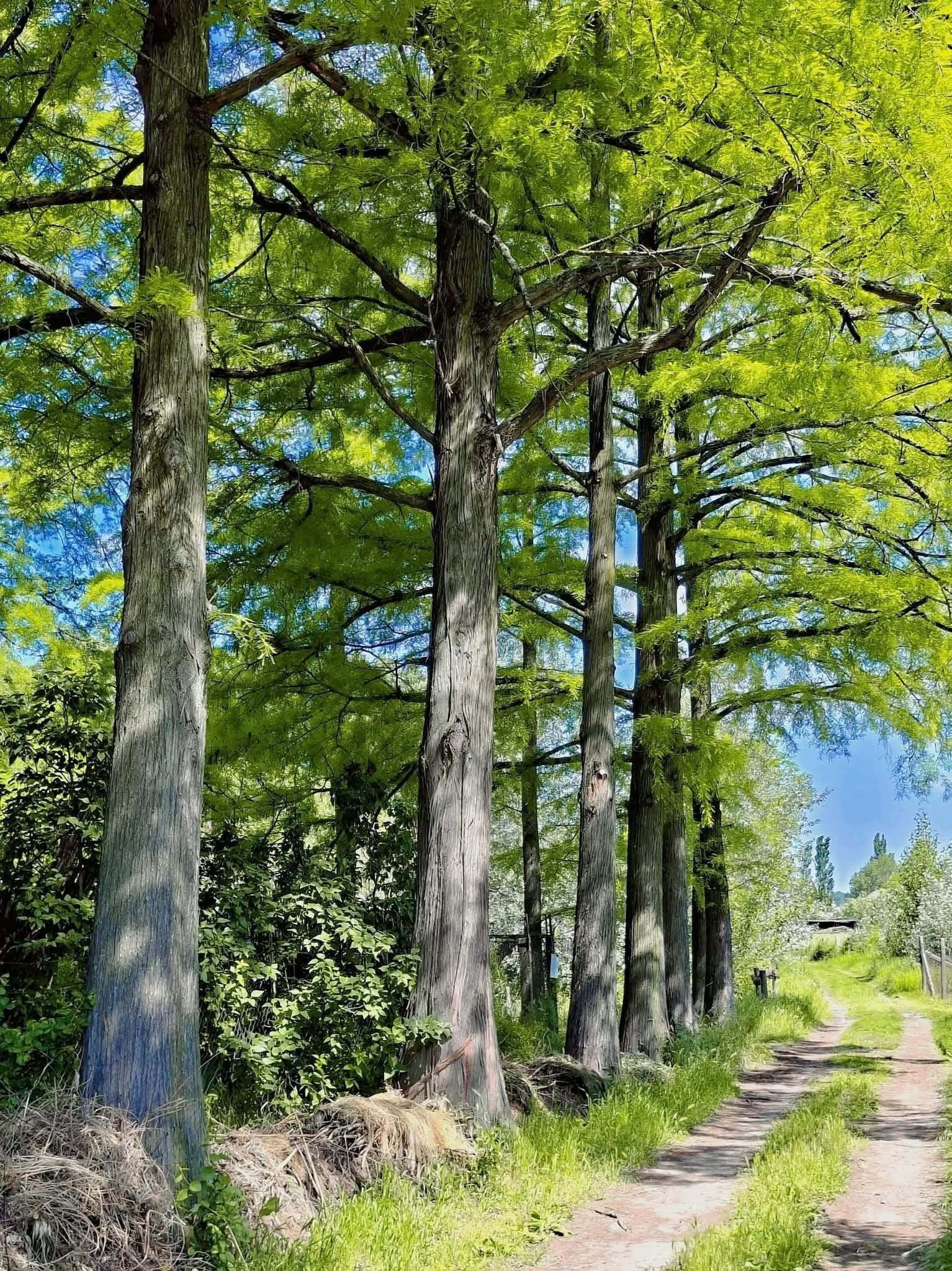 Kiskunhalas: (A-A) Parcela edificable con estanque y pozo en zona tranquila. 