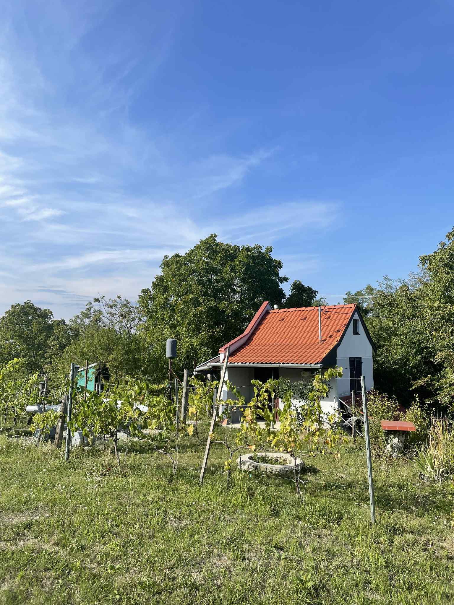Zalaistvánd: Pinze szőlőskert panorámás kilátással Zalaistvánd: Pinze szőlőskert panorámás kilátással