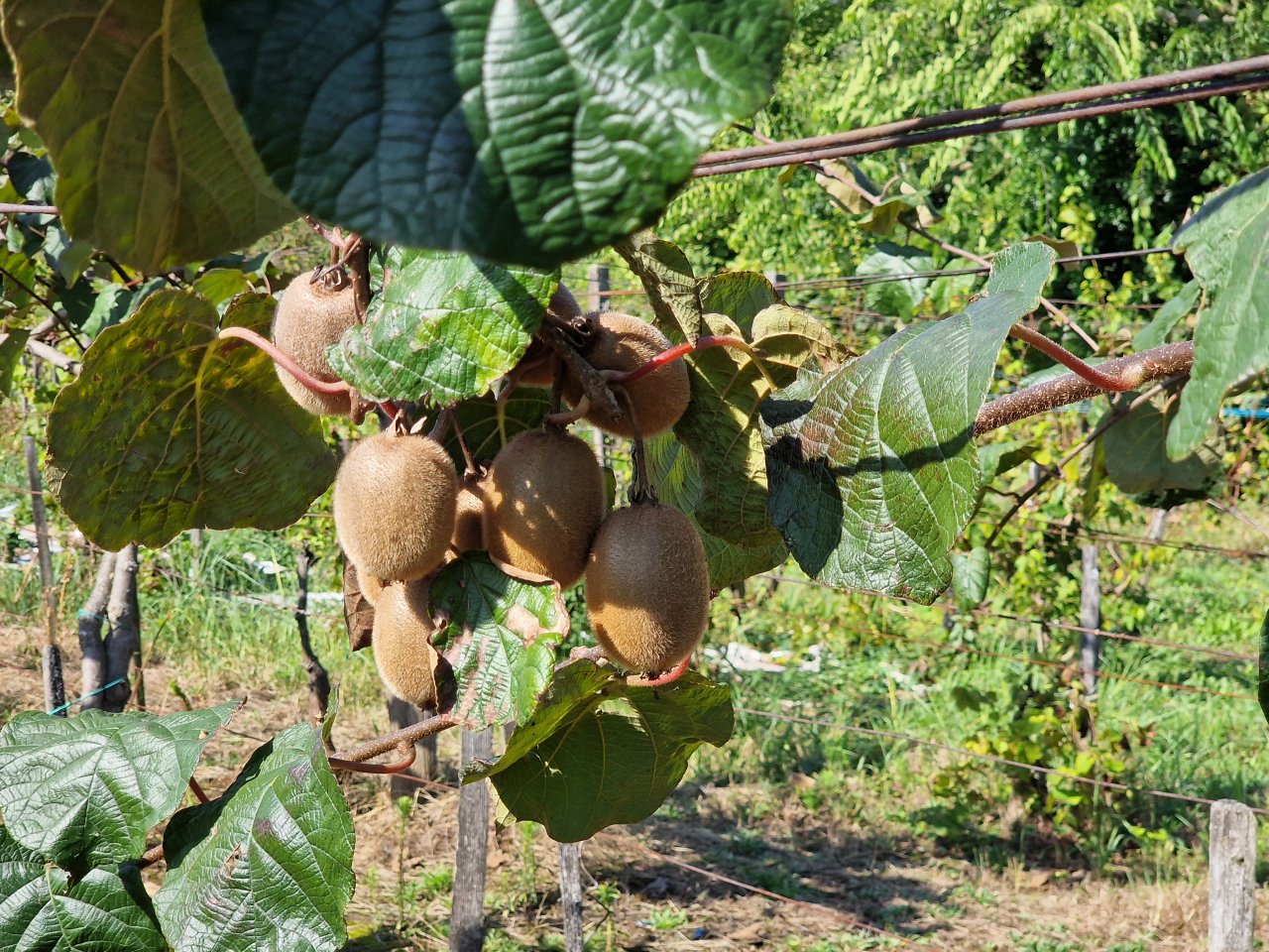 bei Héviz: (ACAB) Wijngaard op een rustige locatie nabij Héviz 