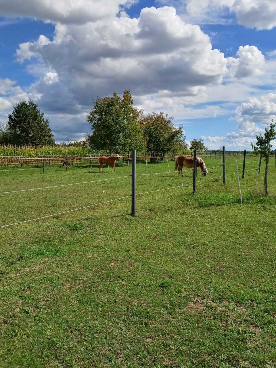 bei Körmend: (AAA) Gerenoveerde boerderij met stallen en groot perceel voor het houden van paarden 