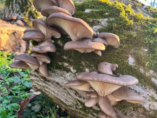 Naturdorf-Balaton: Verwirklichen Sie Ihren Traum vom autarken Leben als Selbstversorger (PAUL08)
