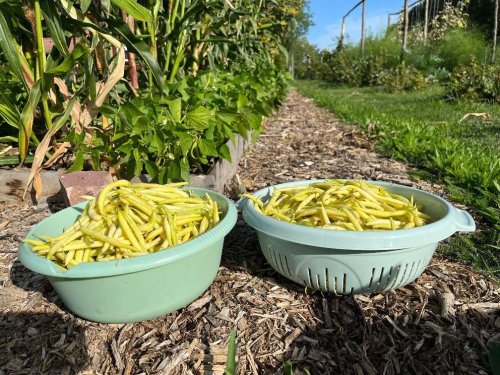 Naturdorf-Balaton: Verwirklichen Sie Ihren Traum vom autarken Leben als Selbstversorger (PAUL08)