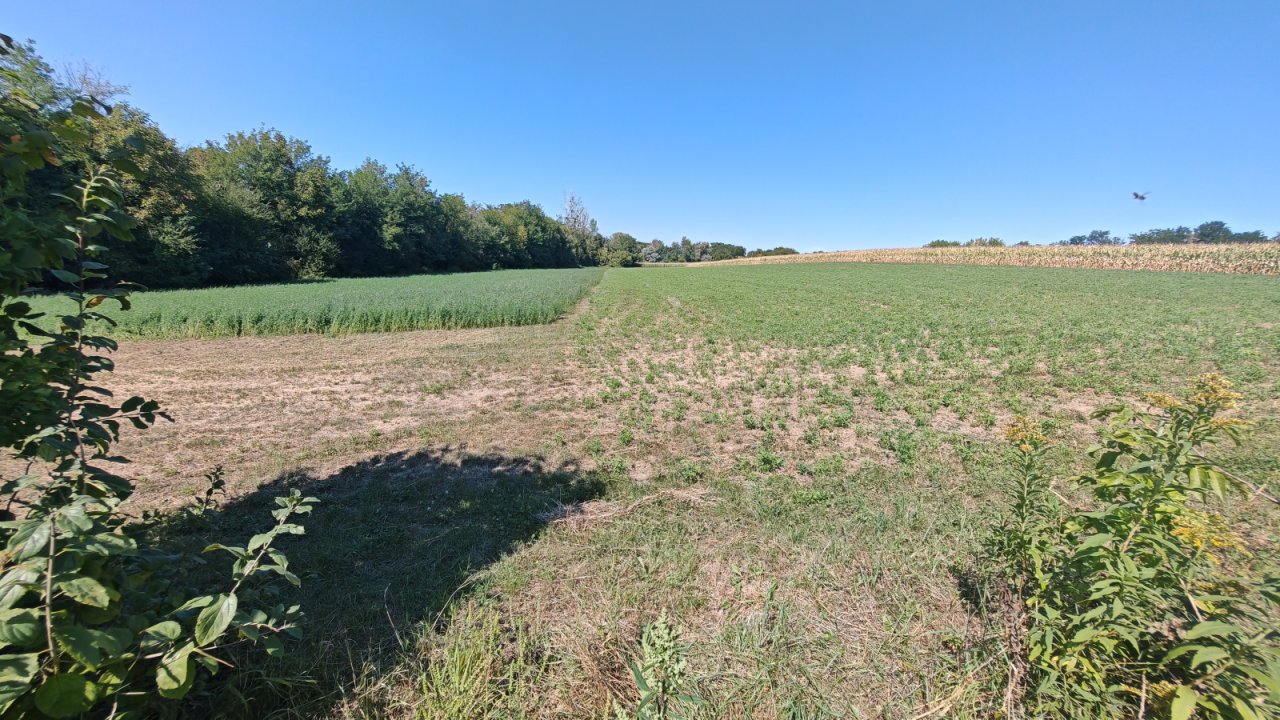 (BAA) Traumanwesen in Ungarn: 25.800 m² Grundstück, 180 m² Wohnfläche – ideal für Pferdehaltung und Selbstversorger (AAA) (MW003)