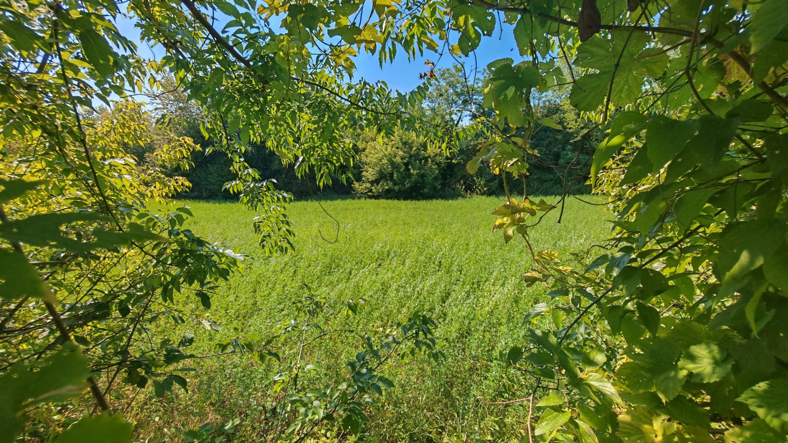 (BAA) Traumanwesen in Ungarn: 25.800 m² Grundstück, 180 m² Wohnfläche – ideal für Pferdehaltung und Selbstversorger (AAA) (MW003)
