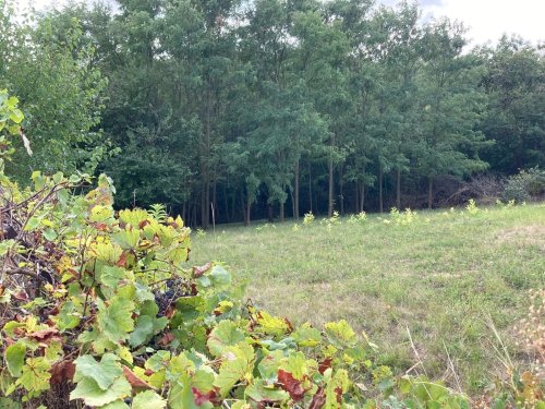 (ACA) Weinberghaus mit Balatonblick &amp; traumhaftem Grundstück bei Héviz (CM133)