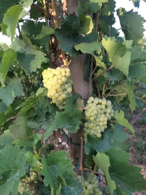 (ABA) Idyllischer &amp; privater Vierseit-Hof mitten in den Weinbergen (IS4526)