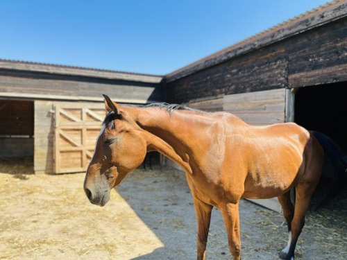 (AAA) Sehr gepflegtes Landhaus &amp; Pferdehaltung möglich (CM242)