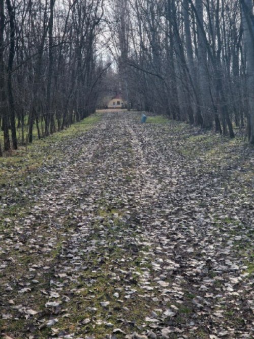 () Alter Bauernhof mit mehr als 8 Hektar Wald/Land (ROG07)