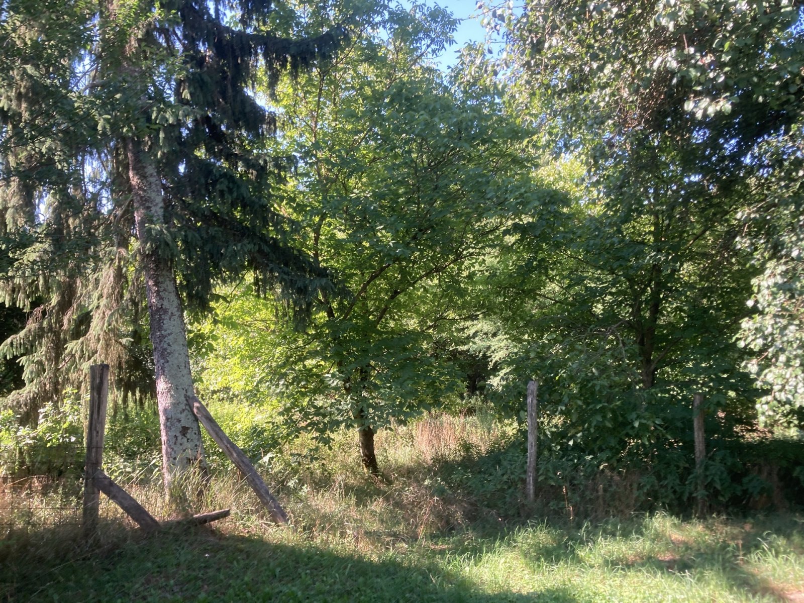 (AAA) Landhaus in wunderschöner Naturlandschaft im Nationalpark Őrség (IMM503)