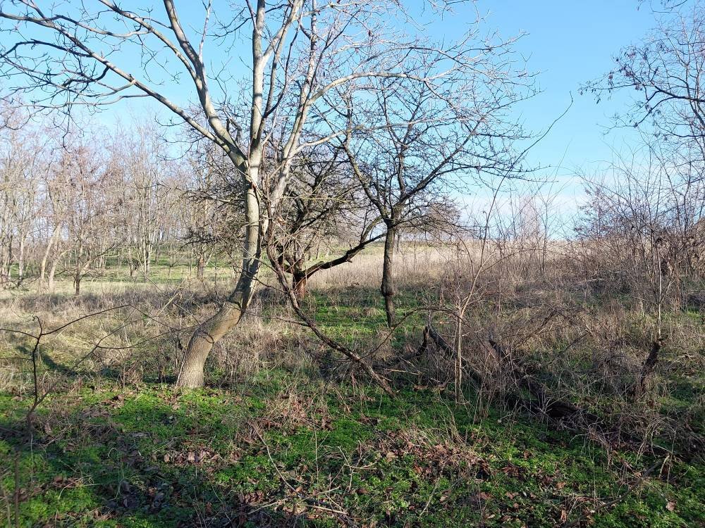 (A--) Umzäuntes Gartengrundstück (BKM010)