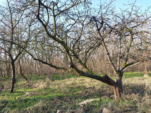 (A--) Umzäuntes Gartengrundstück (BKM010)