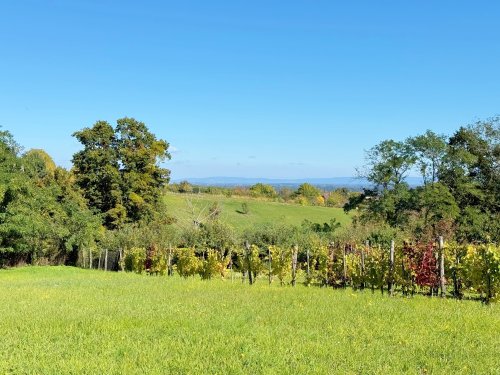(ACA) Weinbergpinze auf großem Grundstück (HIL08)