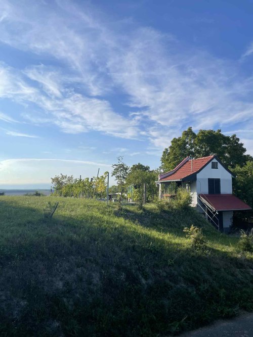 (ACA) Weinberg Pinze mit Panoramablick (FB5622)