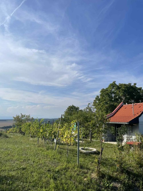 (ACA) Weinberg Pinze mit Panoramablick (FB5622)
