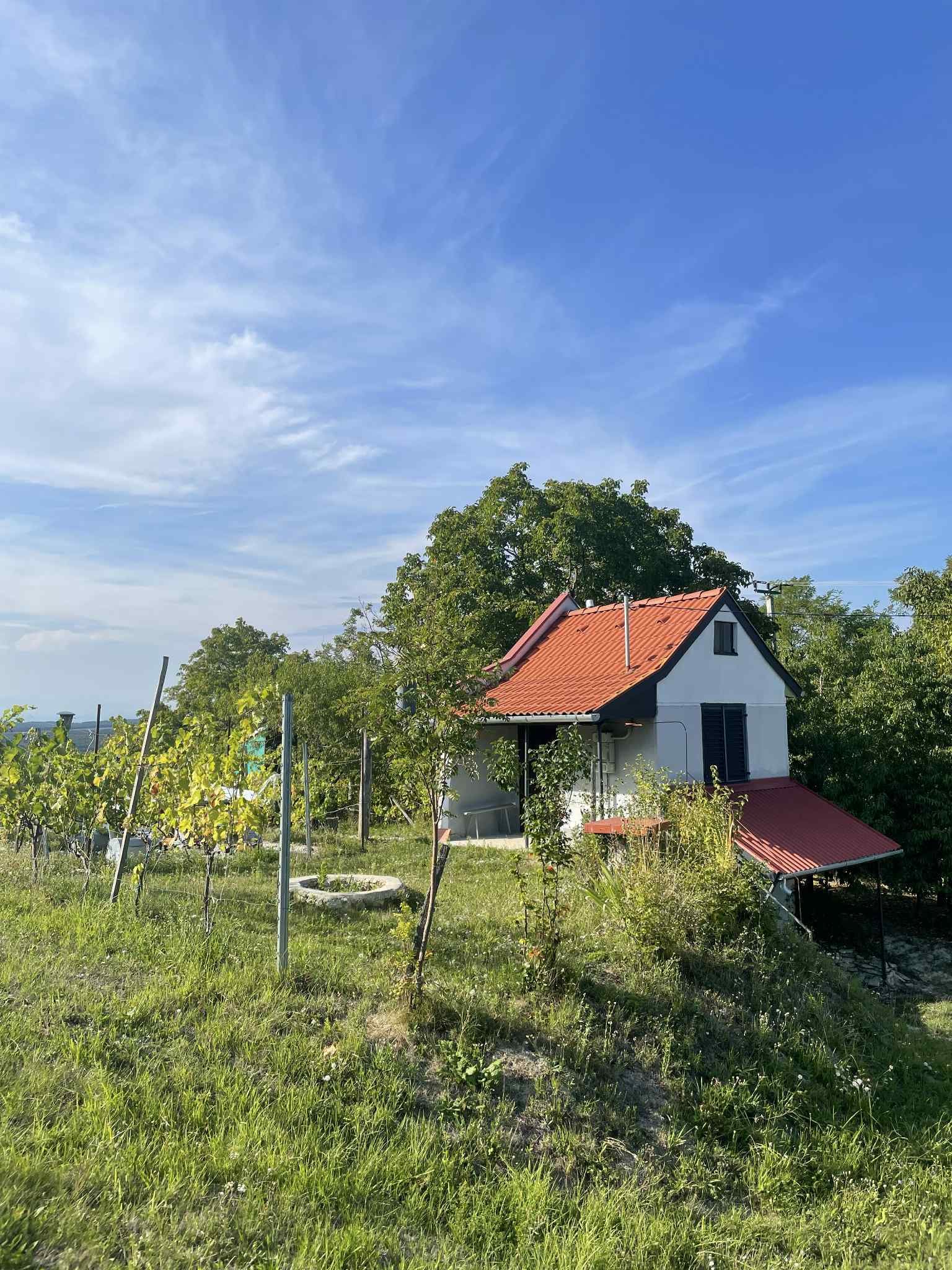 (ACA) Weinberg Pinze mit Panoramablick