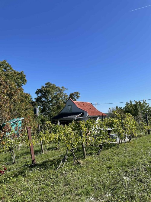 (ACA) Weinberg Pinze mit Panoramablick (FB5622)