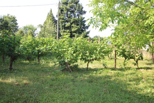 (ACA) Renovierungsbedürftiges  Weinberghaus in einer tollen Lage Nähe Balaton (FB5563)