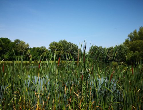Exklusives Freizeit- und Investitionsobjekt: Gepflegter Angelsee in Top-Lage bei Pécs (KK001-2)