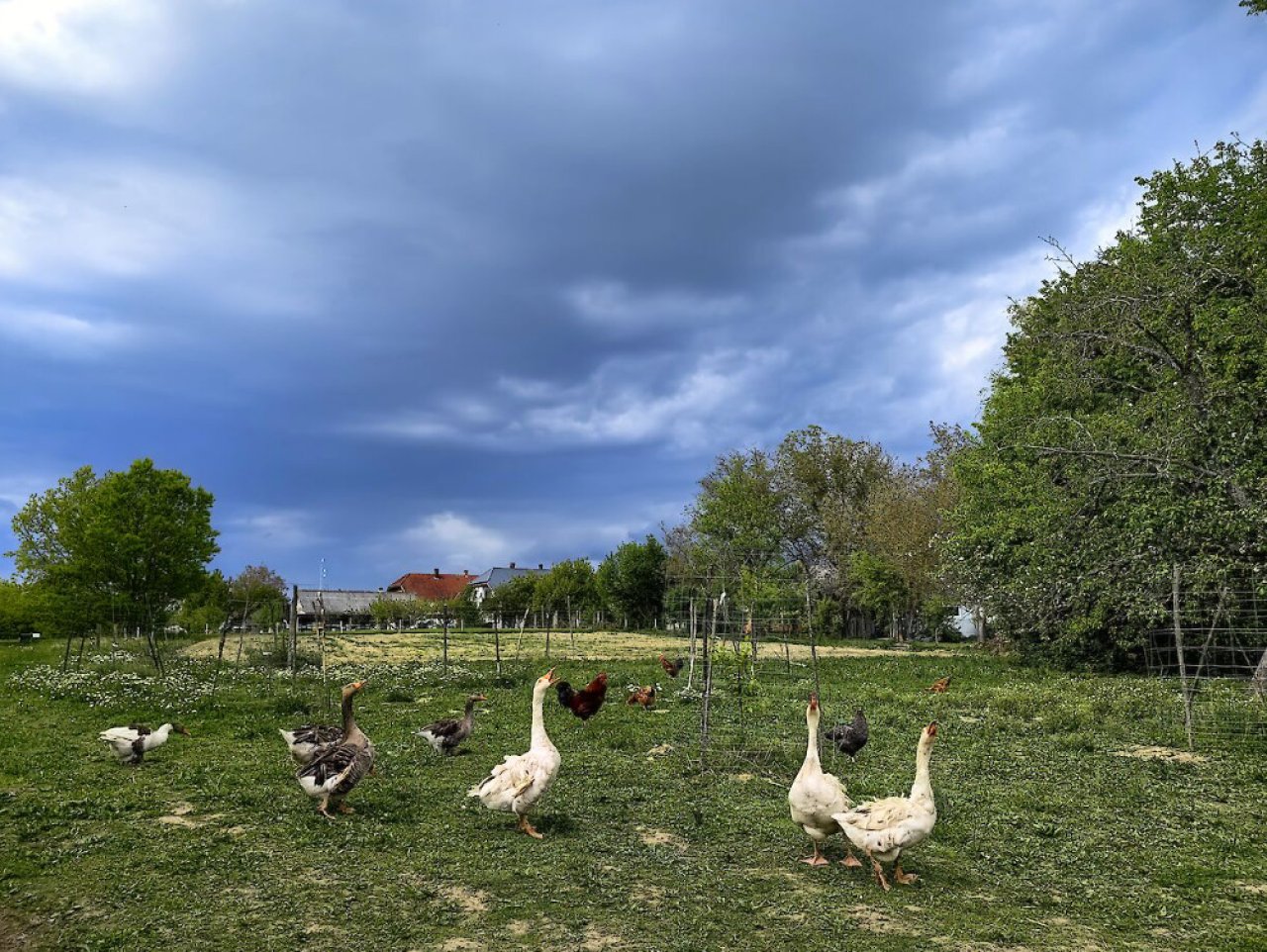 (AAA) Wunderschönes Anwesen in der Nähe des Vadása-Sees, im Gebiet des Őrség-Nationalparks (RV1001)