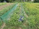 (BBB) Landhaus mit fantastischem Bauerngarten u. großem Grundstück ideal für Selbstversorger (CM033-2)