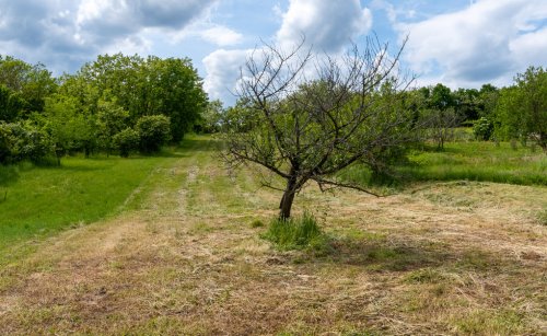 (BCA) Weinberghaus in ruhiger Lage bei Héviz, mit grossen Grundstück (77613)