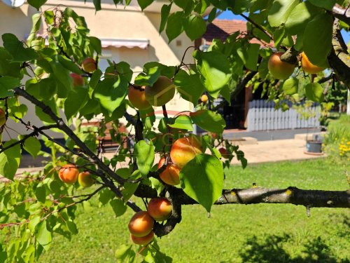 (BAA) Perfektes Zweifamilienhaus in hervorragendem Zustand mit großem Grundstück / Wald ideal für Selbstversorger (CM081-2)