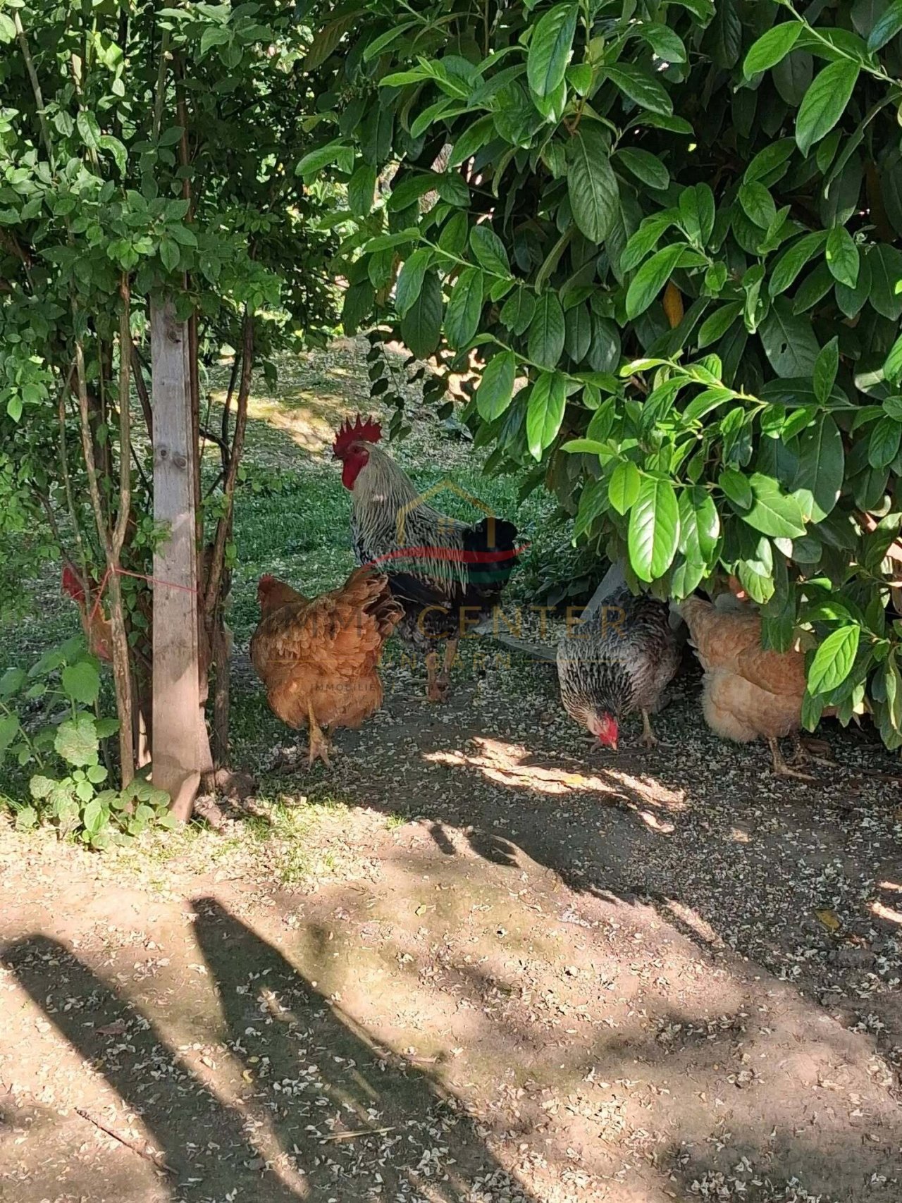 (BAA) Bio-Bauernhof in idyllischer Lage des südlichen Balaton-Hinterlandes (FB4445)