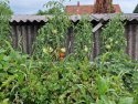 (BBB) Landhaus mit fantastischem Bauerngarten u. großem Grundstück ideal für Selbstversorger (CM033-3)