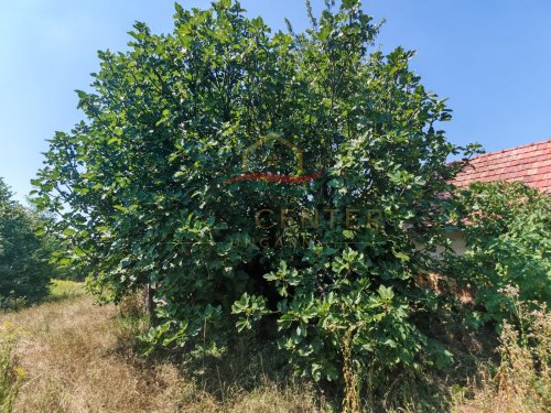 (B-A) Der ideale Rückzugsort in den Weinbergen des Zalatales (CM0488)
