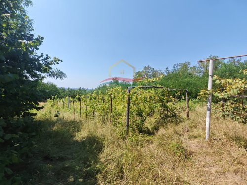 (B-A) Der ideale Rückzugsort in den Weinbergen des Zalatales (CM0488)