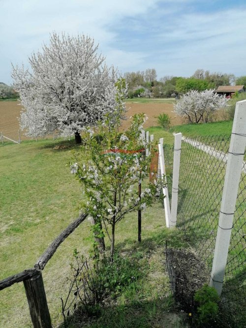 (AAA) Geräumiges Einfamilienhaus in einer ruhigen, grünen Wohngegend (KK1981)
