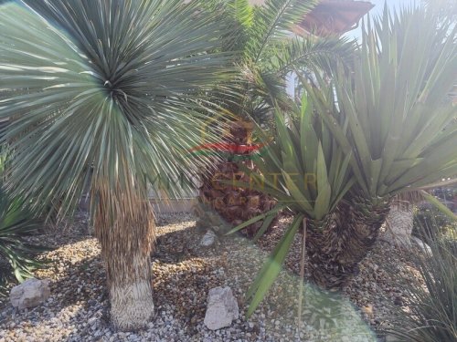 Mediterranes Lebensgefühl in Balatongyörök – Palmengarten, Wintergarten und separater Gästebereich (Lux021)
