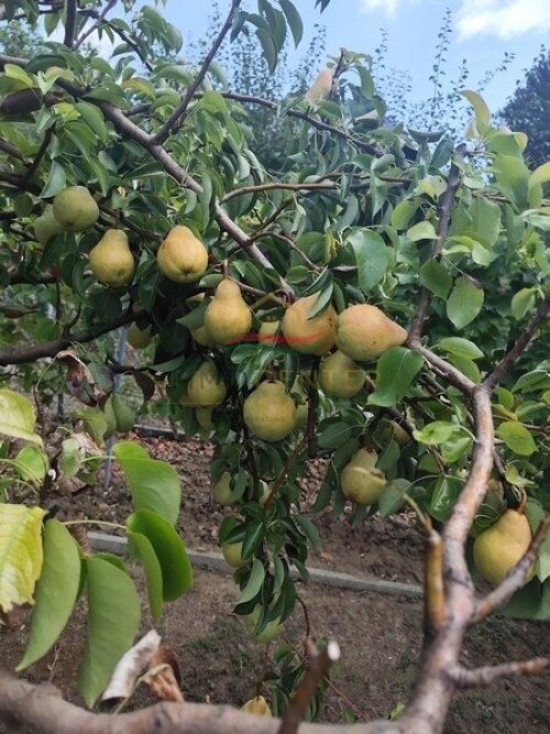 Mediterranes Lebensgefühl in Balatongyörök – Palmengarten, Wintergarten und separater Gästebereich (Lux021)