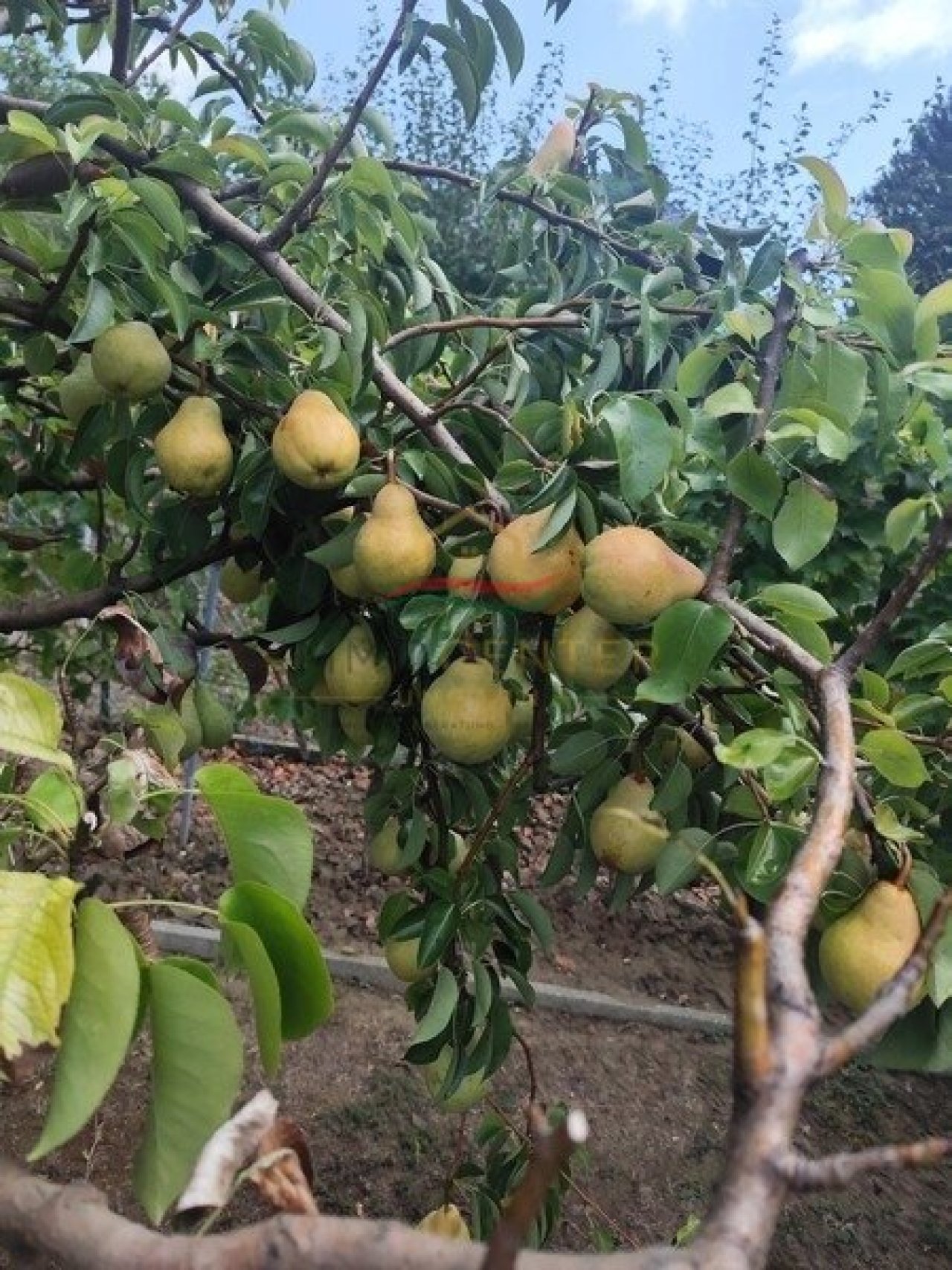 Mediterranes Lebensgefühl in Balatongyörök – Palmengarten, Wintergarten und separater Gästebereich (Lux021)