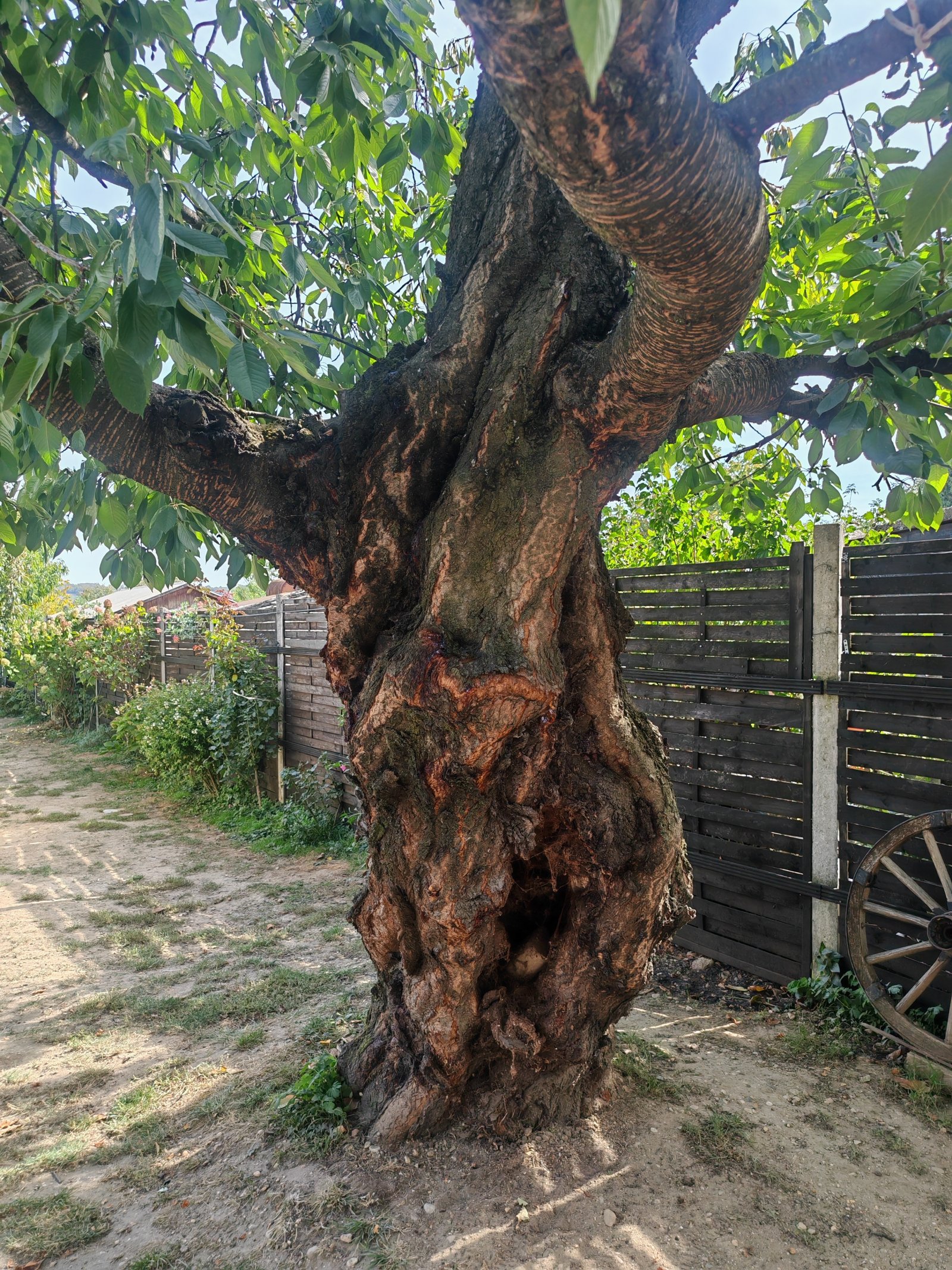 (BAA) Komplett renoviertes Landhaus in ruhiger Lage (CM1355)